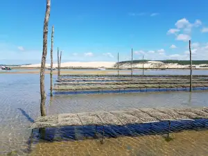 Aku Pila Na Větve