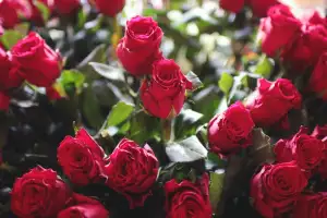Darek Na Valentyna